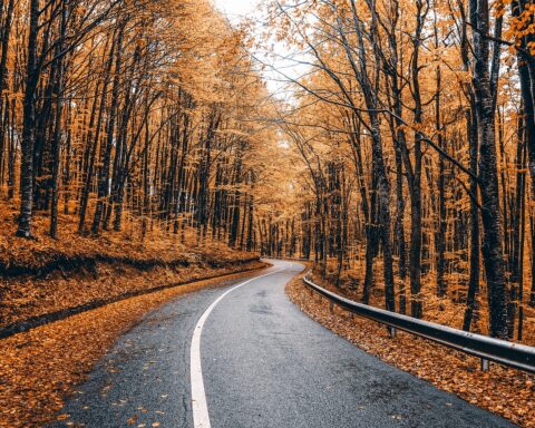 a highway surrounded by fall trees