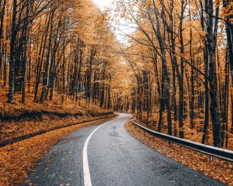 a highway surrounded by fall trees