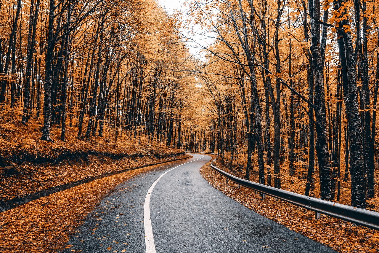 a highway surrounded by fall trees