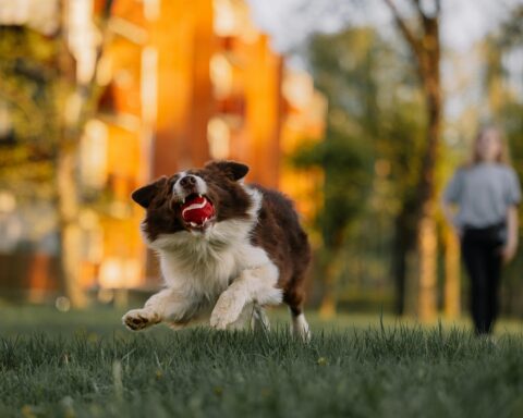 a dog catches a ball in a warmly lit dog park