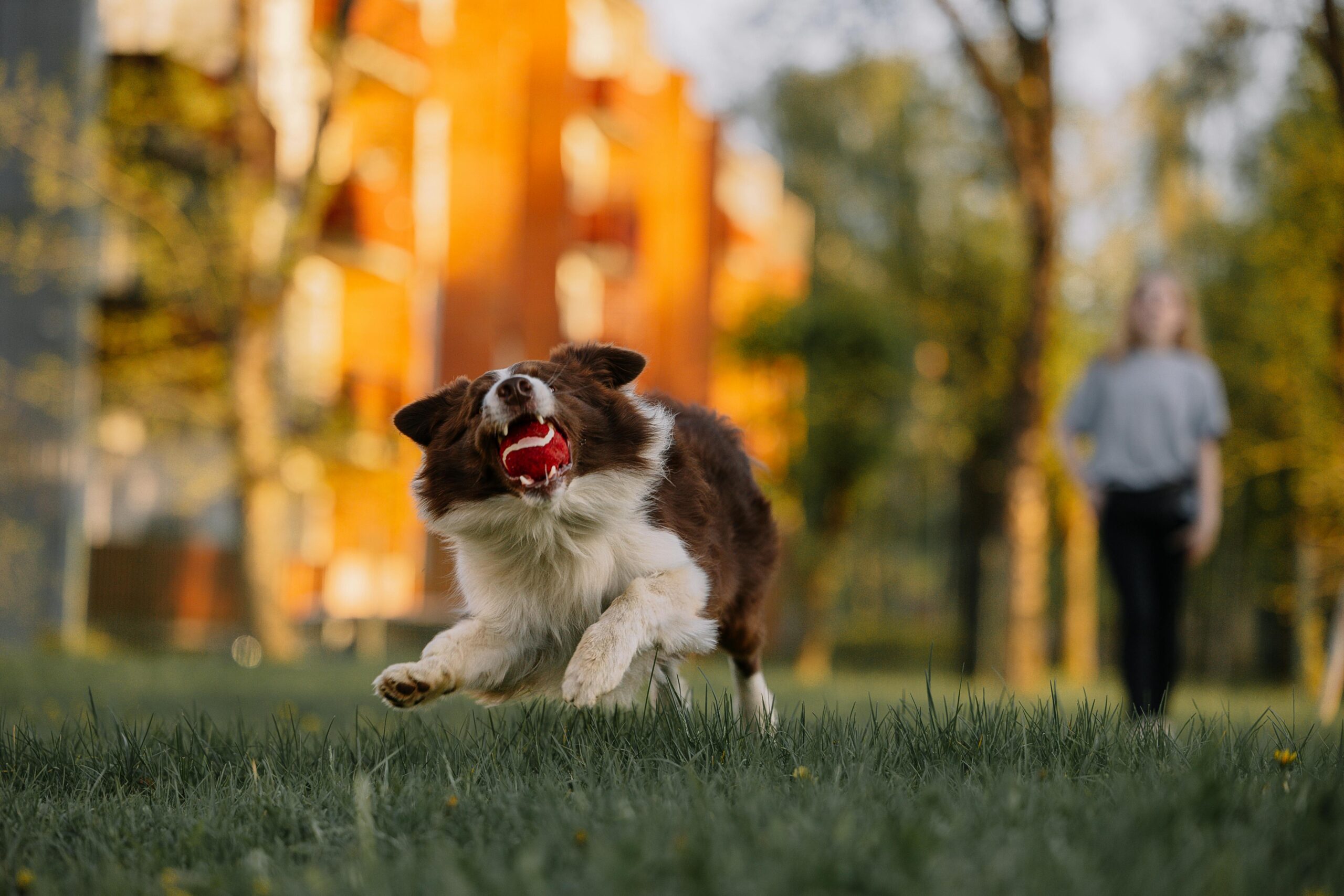 a dog catches a ball in a warmly lit dog park