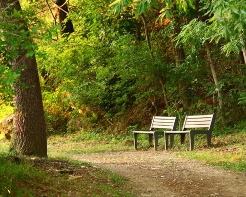 Two benches sit along a trail in a heavily forested park.