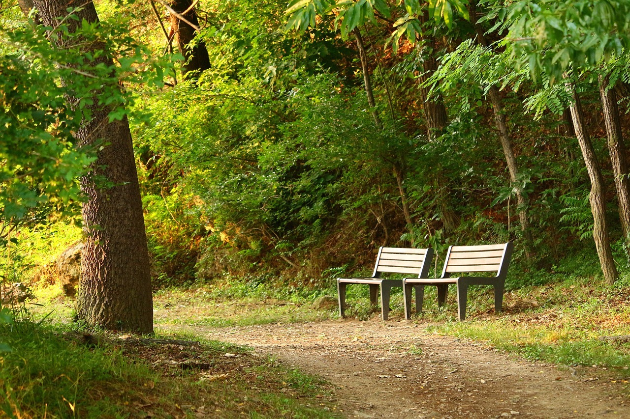 Two benches sit along a trail in a heavily forested park.