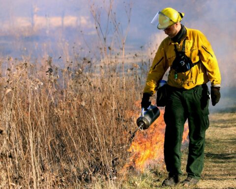 A firefighter starts a controlled burn along a patch of overgrown dry tall grass.
