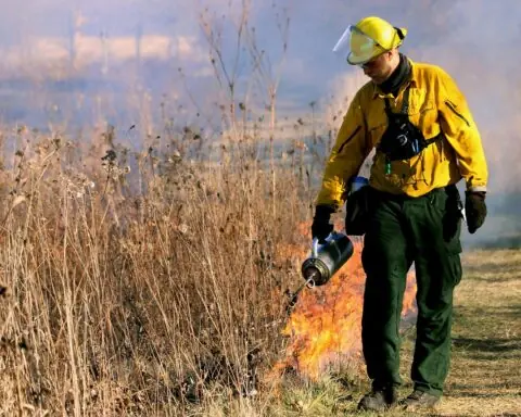 A firefighter starts a controlled burn along a patch of overgrown dry tall grass.