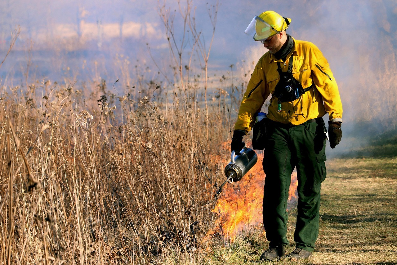 A firefighter starts a controlled burn along a patch of overgrown dry tall grass.