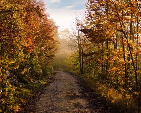 A trail goes through autumn trees under a blue sky.