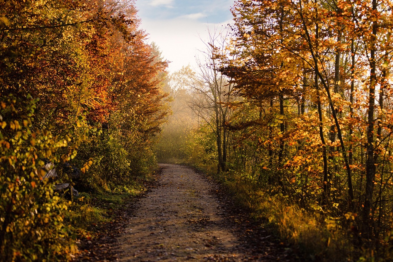 A trail goes through autumn trees under a blue sky.