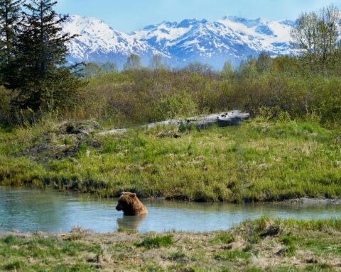 A bear in a river before a grassy knoll and distance snow-capped mountains in Alaska.