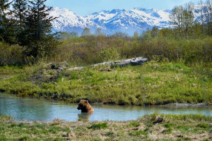 A bear in a river before a grassy knoll and distance snow-capped mountains in Alaska.