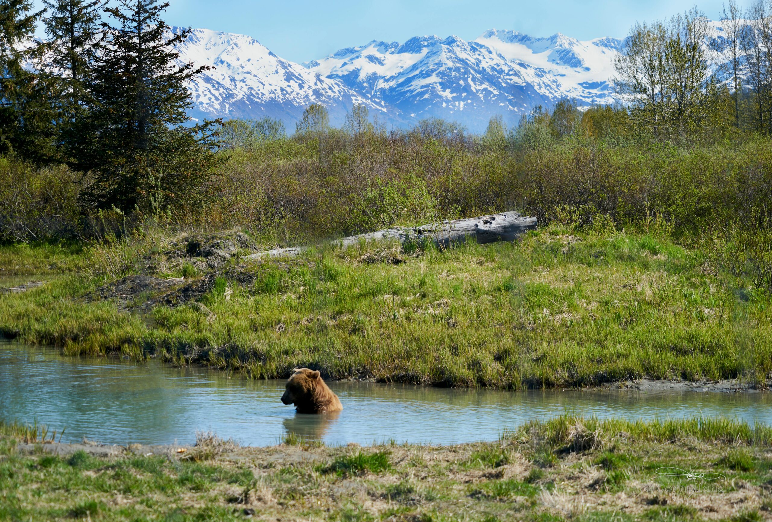 A bear in a river before a grassy knoll and distance snow-capped mountains in Alaska.