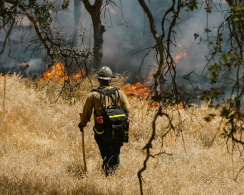 A firefighter watches on a burning fire in a forest in California.