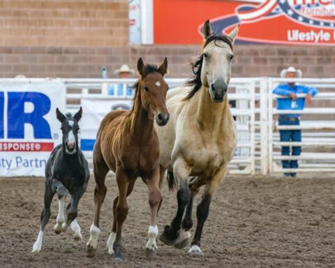 Three horses run in tandem in a fenced in dirt field onlooked by bystanders.