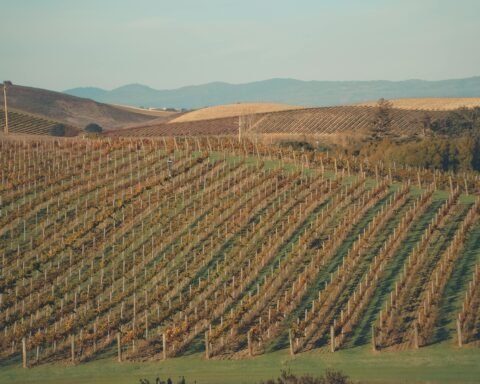 California vineyards in the sunlight.