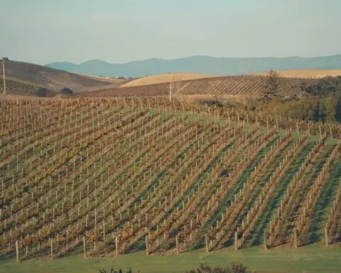 California vineyards in the sunlight.