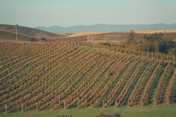 California vineyards in the sunlight.
