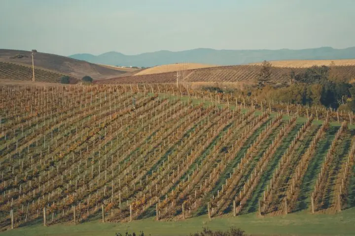 California vineyards in the sunlight.