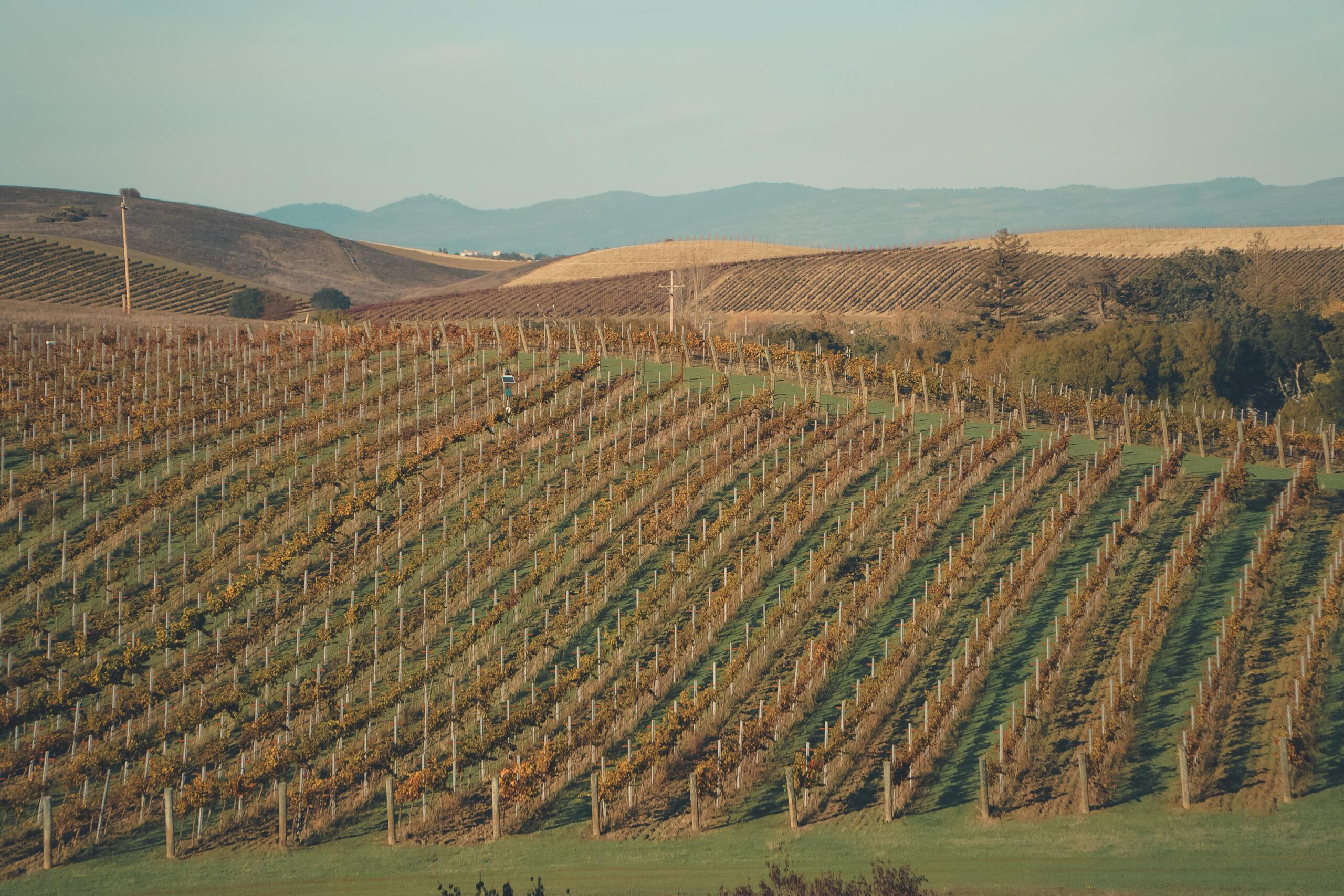 California vineyards in the sunlight.