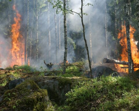 Several fires burns in a forest.