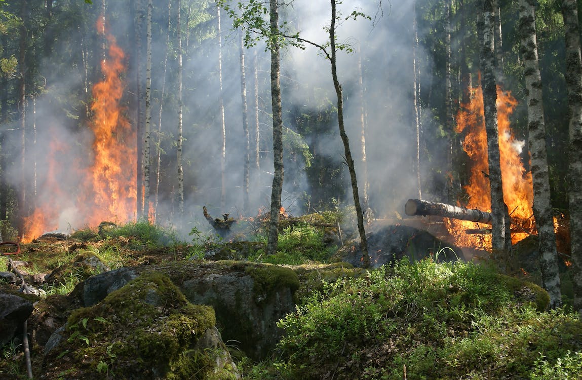 Several fires burns in a forest.
