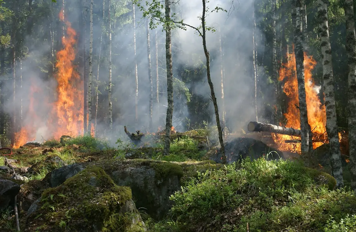 Several fires burns in a forest.