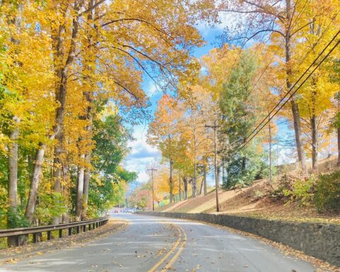 A scenic road between colorful, yellow, orange and green trees in North Carolina.