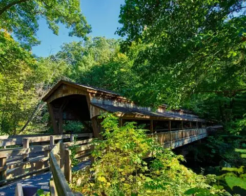 A wooden bridge is pictured in an Ohio forest.
