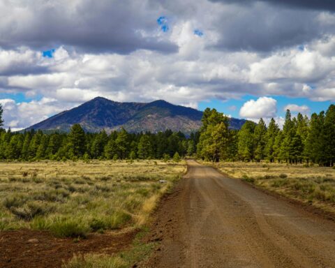 A dirt road leads to grouping of trees and a distant mountain in Flagstaff, Arizona.