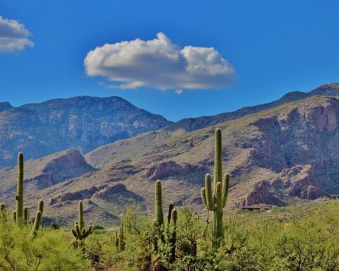 A grouping of cactuses in Tuscon, Pima County, Arizona.