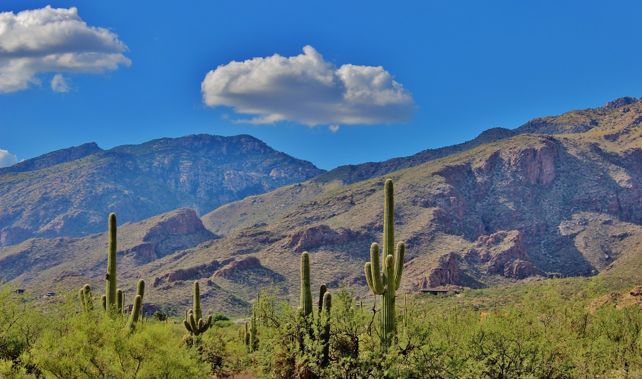 A grouping of cactuses in Tuscon, Pima County, Arizona.