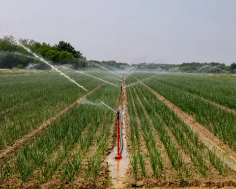 Water irrigation systems spray water onto nearby crops in a dirt field.
