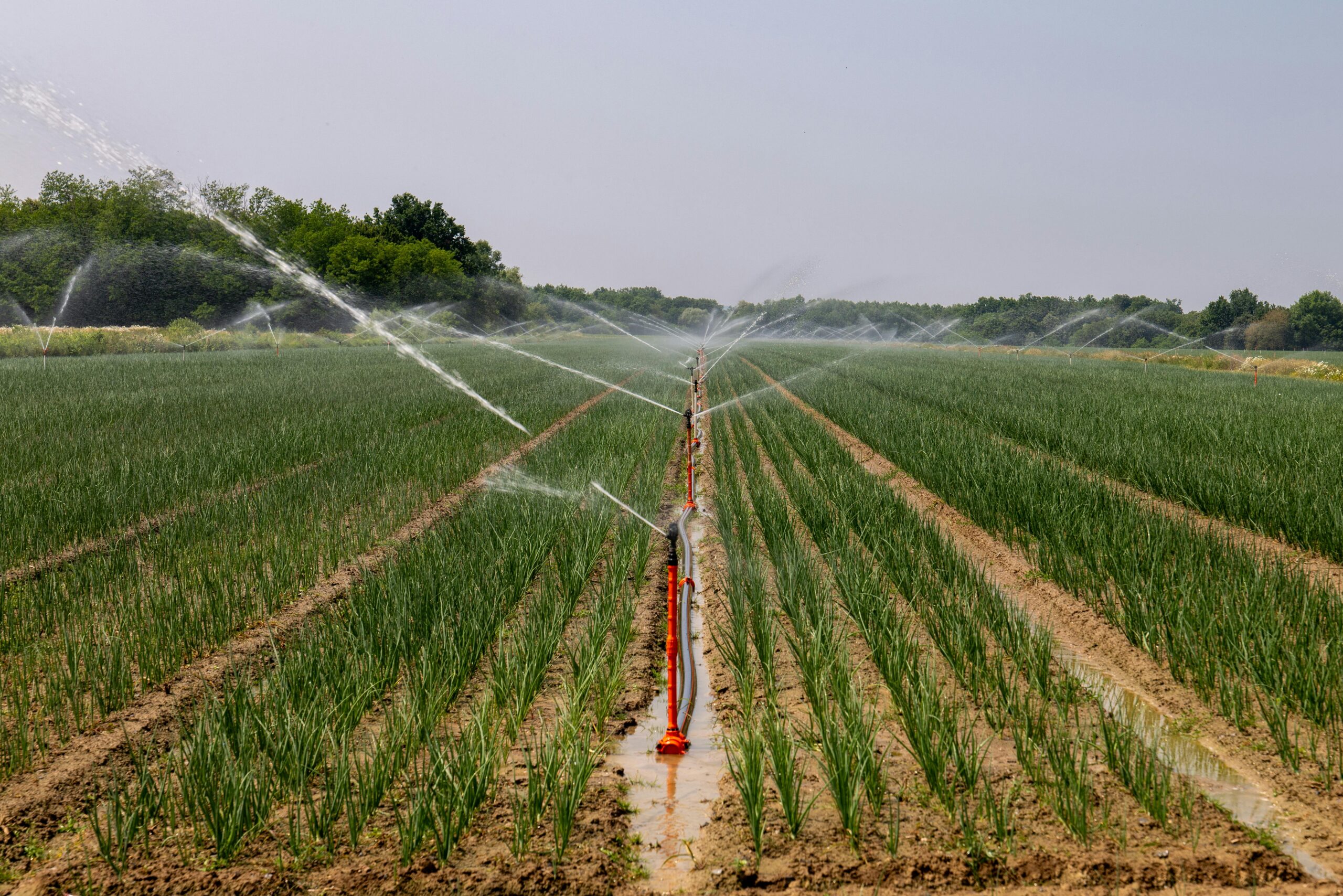 Water irrigation systems spray water onto nearby crops in a dirt field.