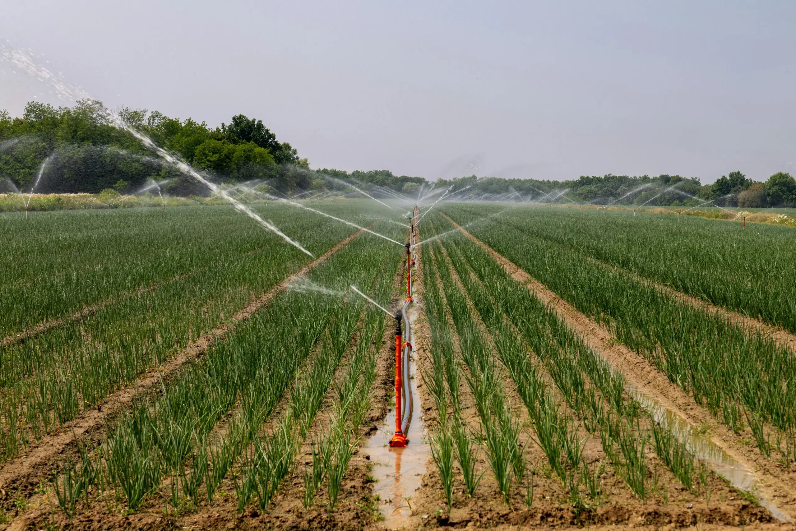 Water irrigation systems spray water onto nearby crops in a dirt field.