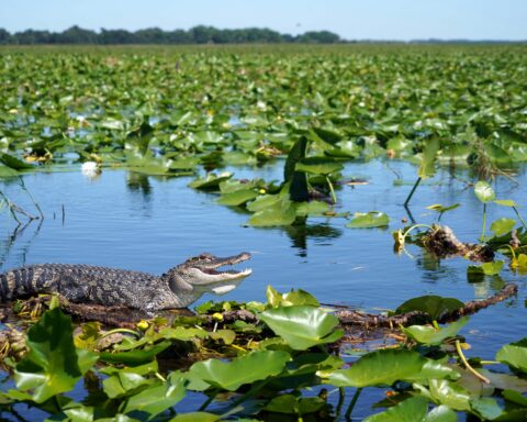 An alligator on a log in the water of the Everglades in Florida.