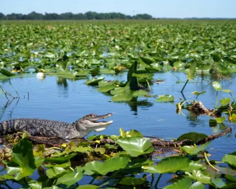 An alligator on a log in the water of the Everglades in Florida.