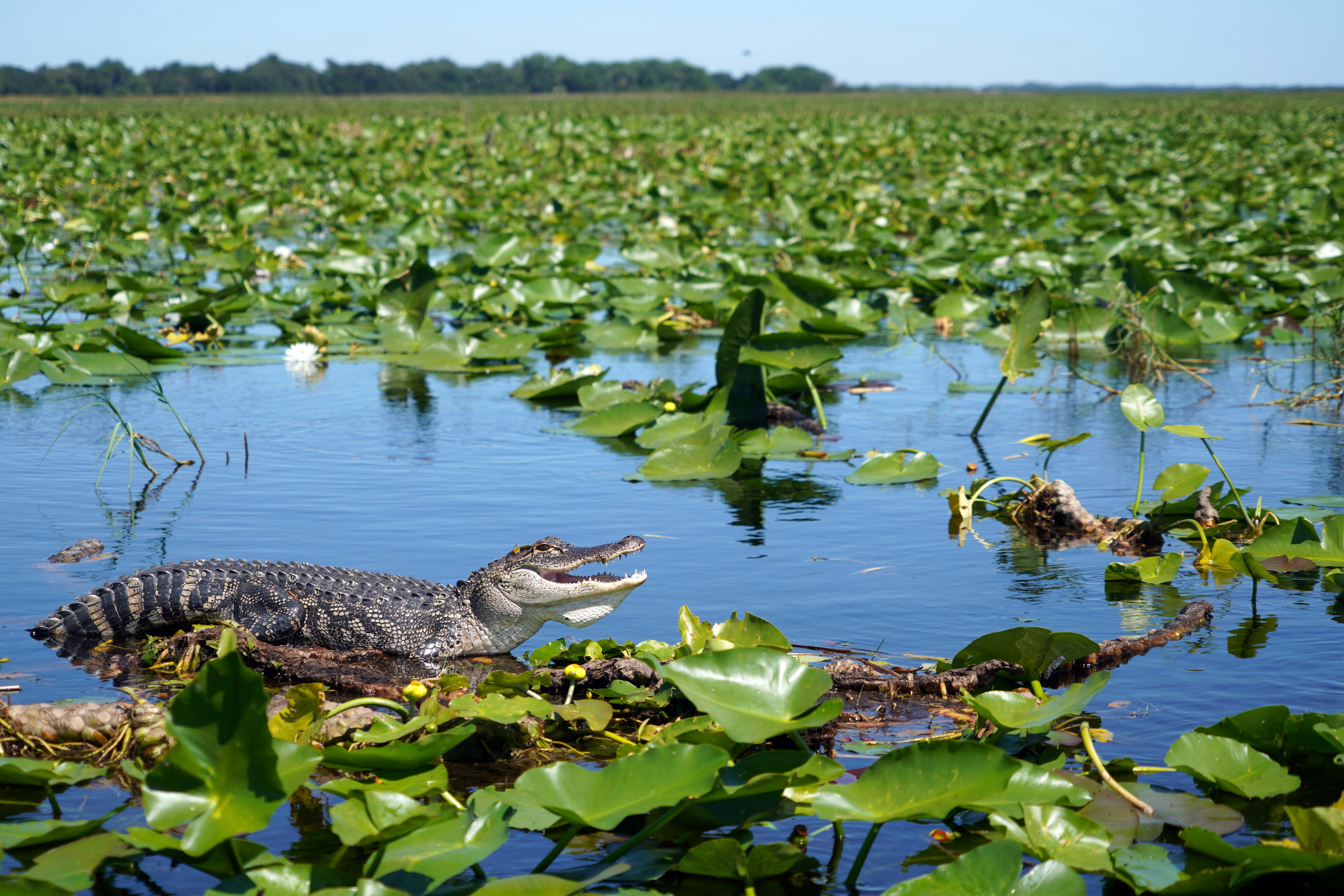 An alligator on a log in the water of the Everglades in Florida.