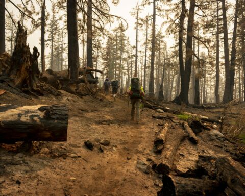 A wildfire-ravaged forest with firefighting teams walking through the damage.
