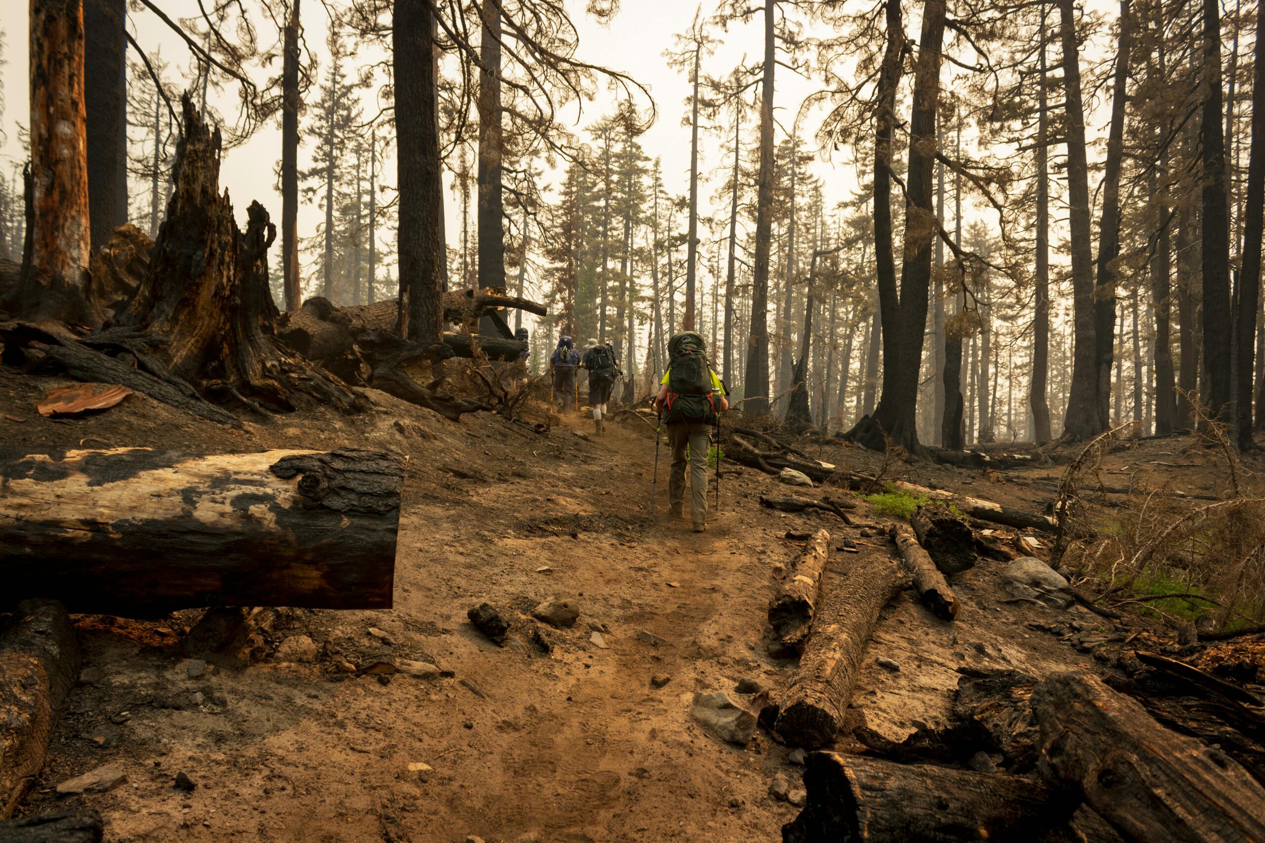 A wildfire-ravaged forest with firefighting teams walking through the damage.