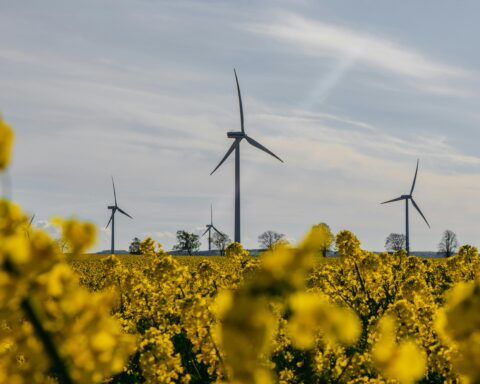 Wind turbines in the distance behind yellow flowers.