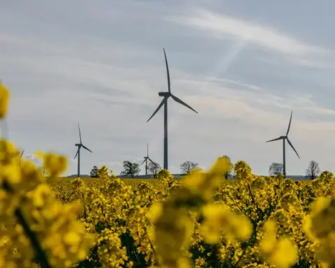 Wind turbines in the distance behind yellow flowers.