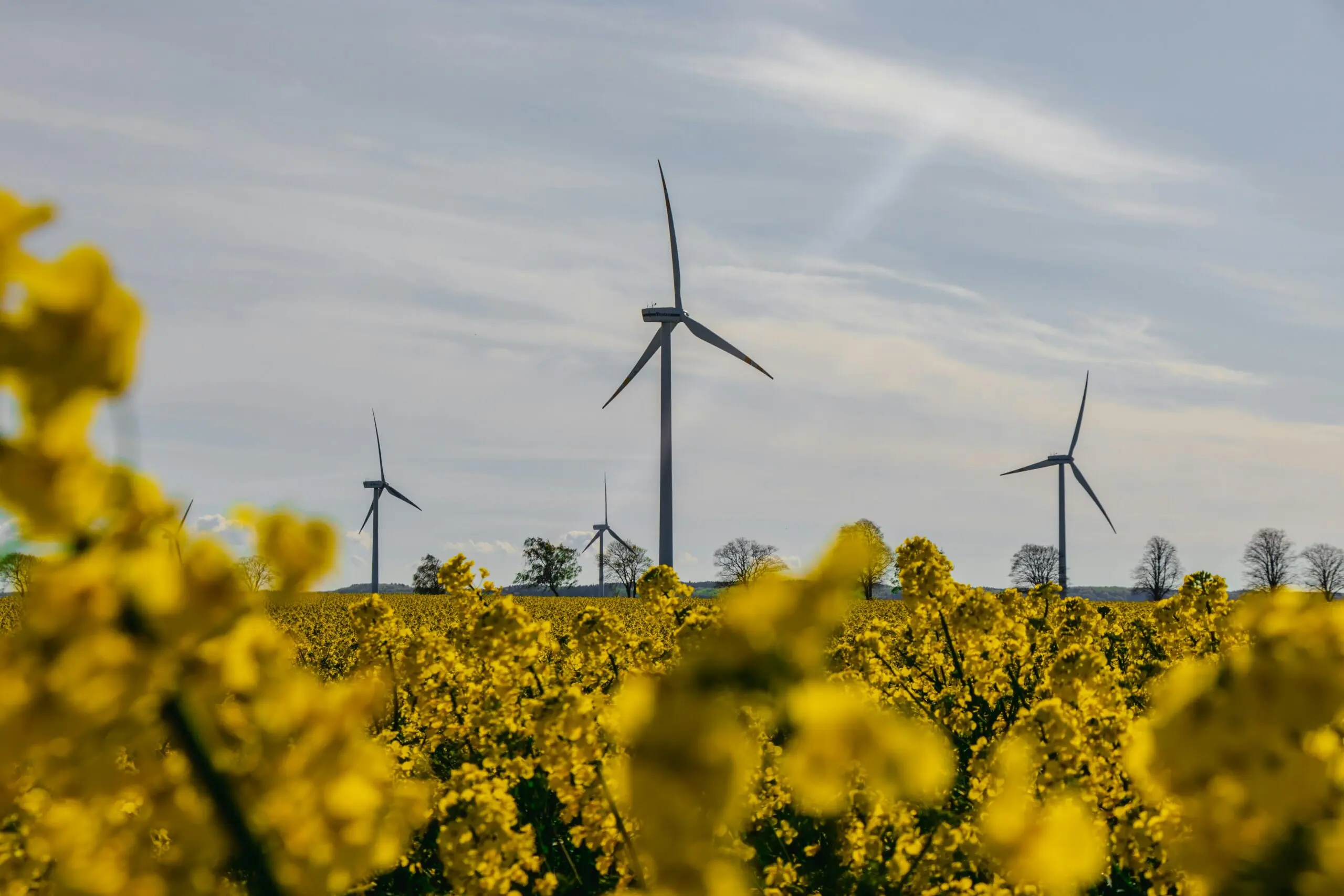 Wind turbines in the distance behind yellow flowers.