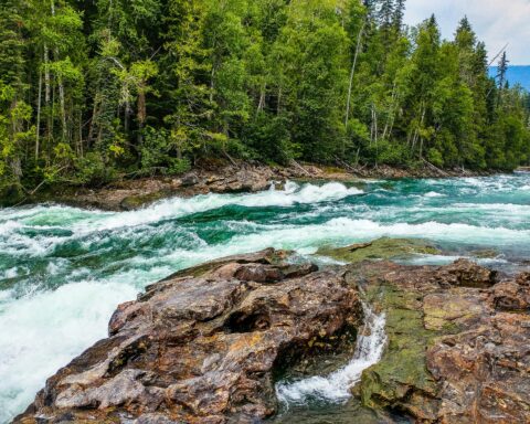 A colorful stream littered with rocks and nearby a forest of tall green trees.