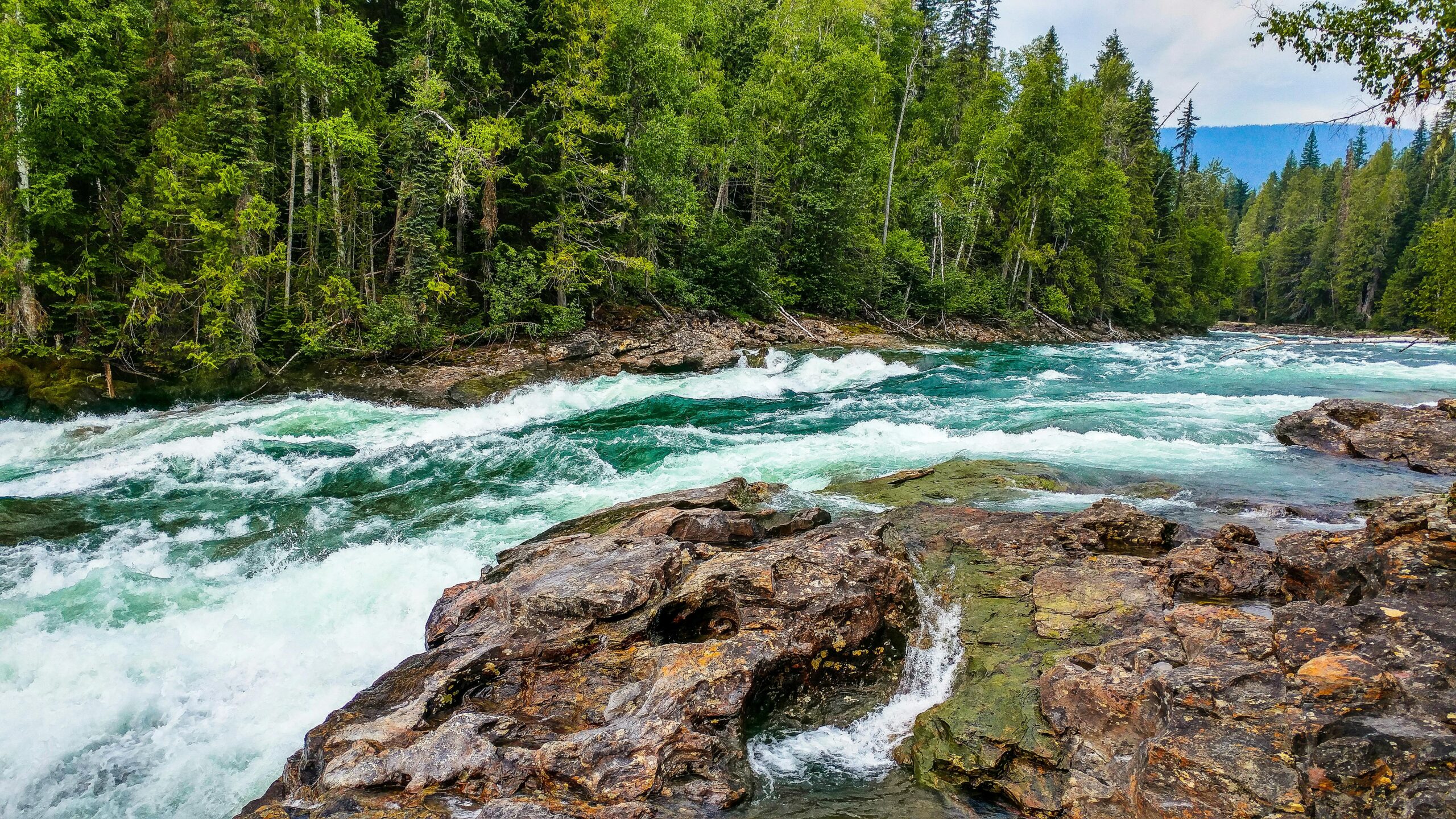 A colorful stream littered with rocks and nearby a forest of tall green trees.