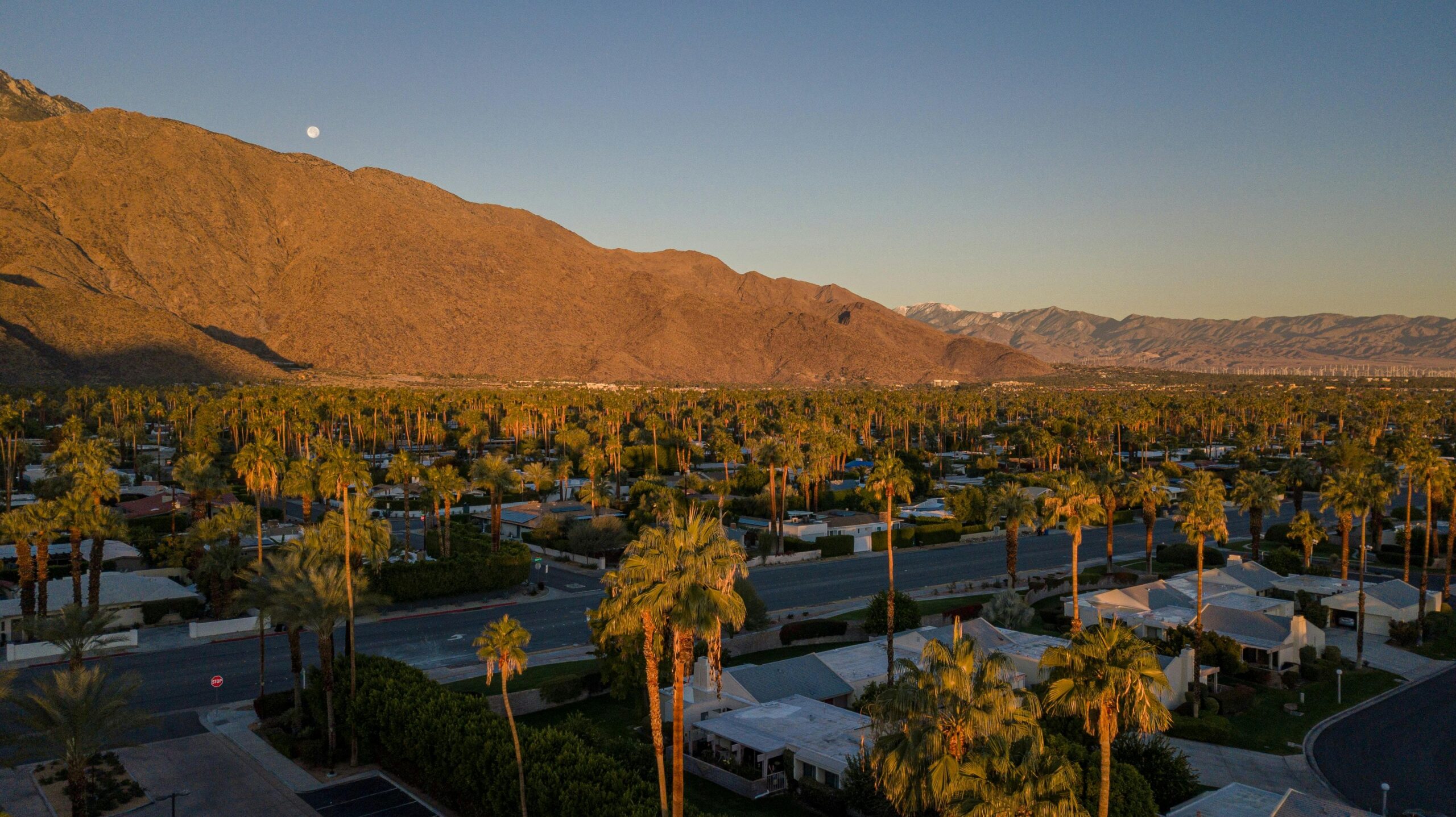 Palm trees and houses from an aerial view with a hill in the distance.