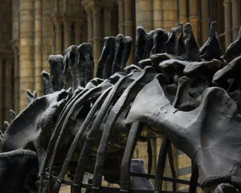 Dinosaur fossils in a museum.
