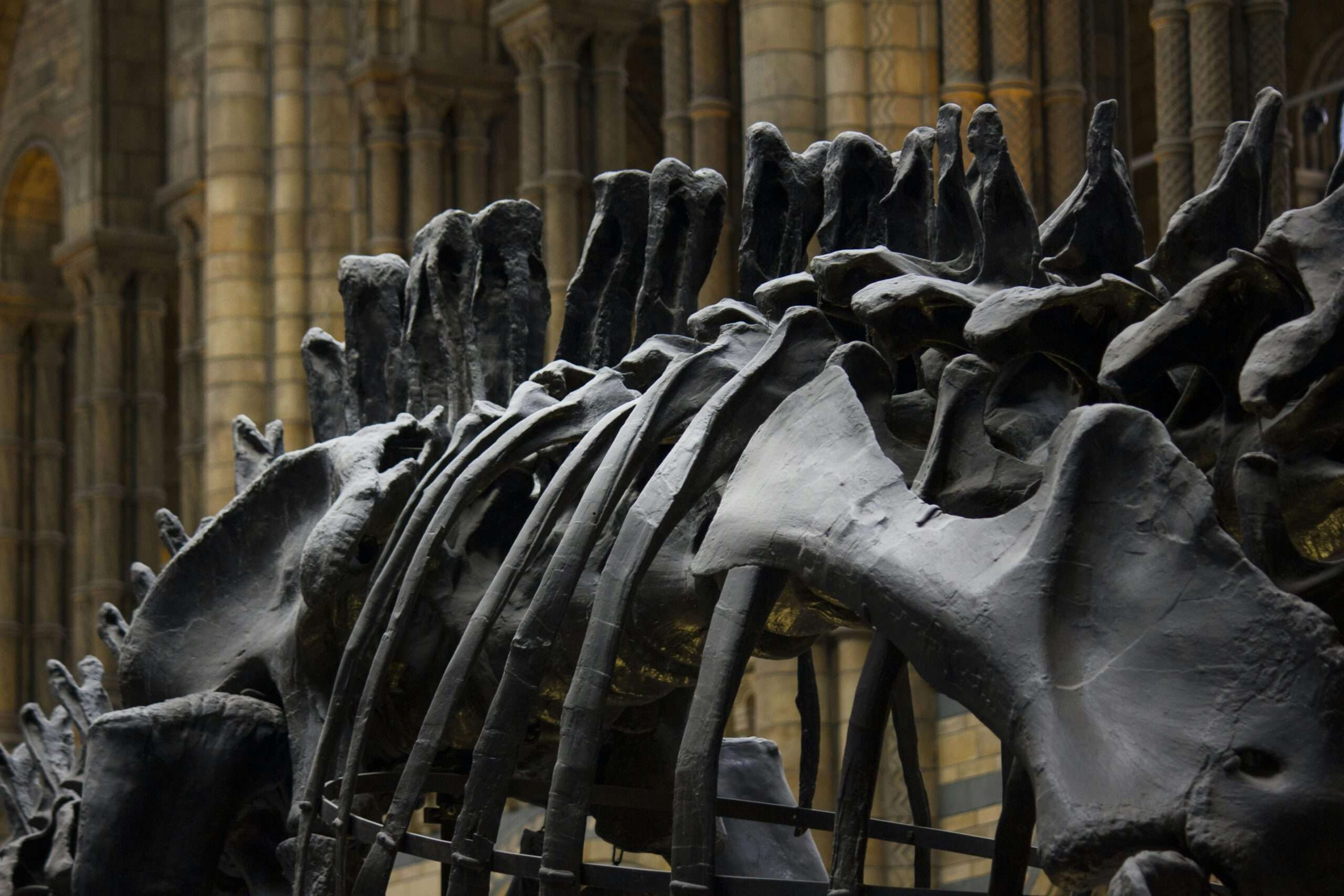 Dinosaur fossils in a museum.