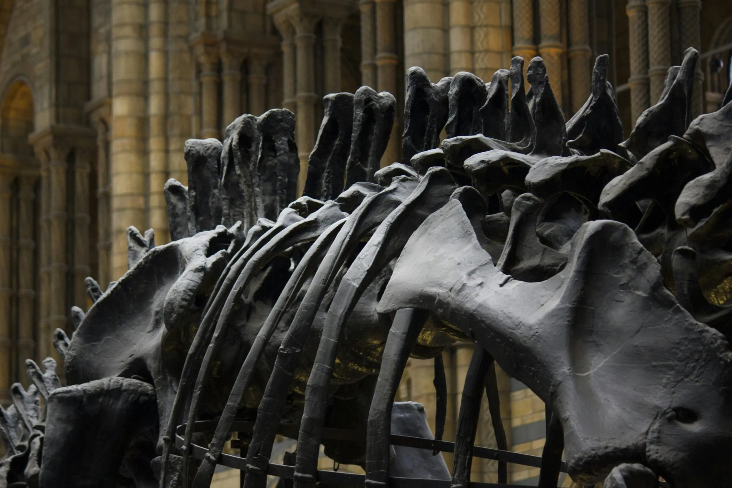 Dinosaur fossils in a museum.