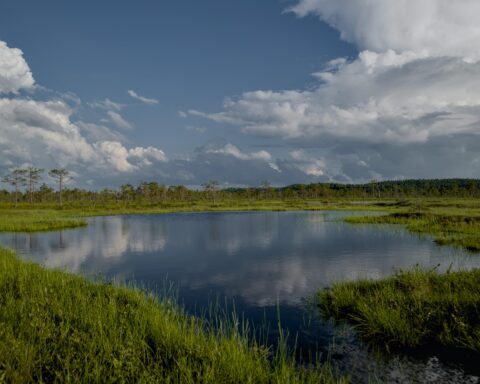 A scenic grass watery wetland area.