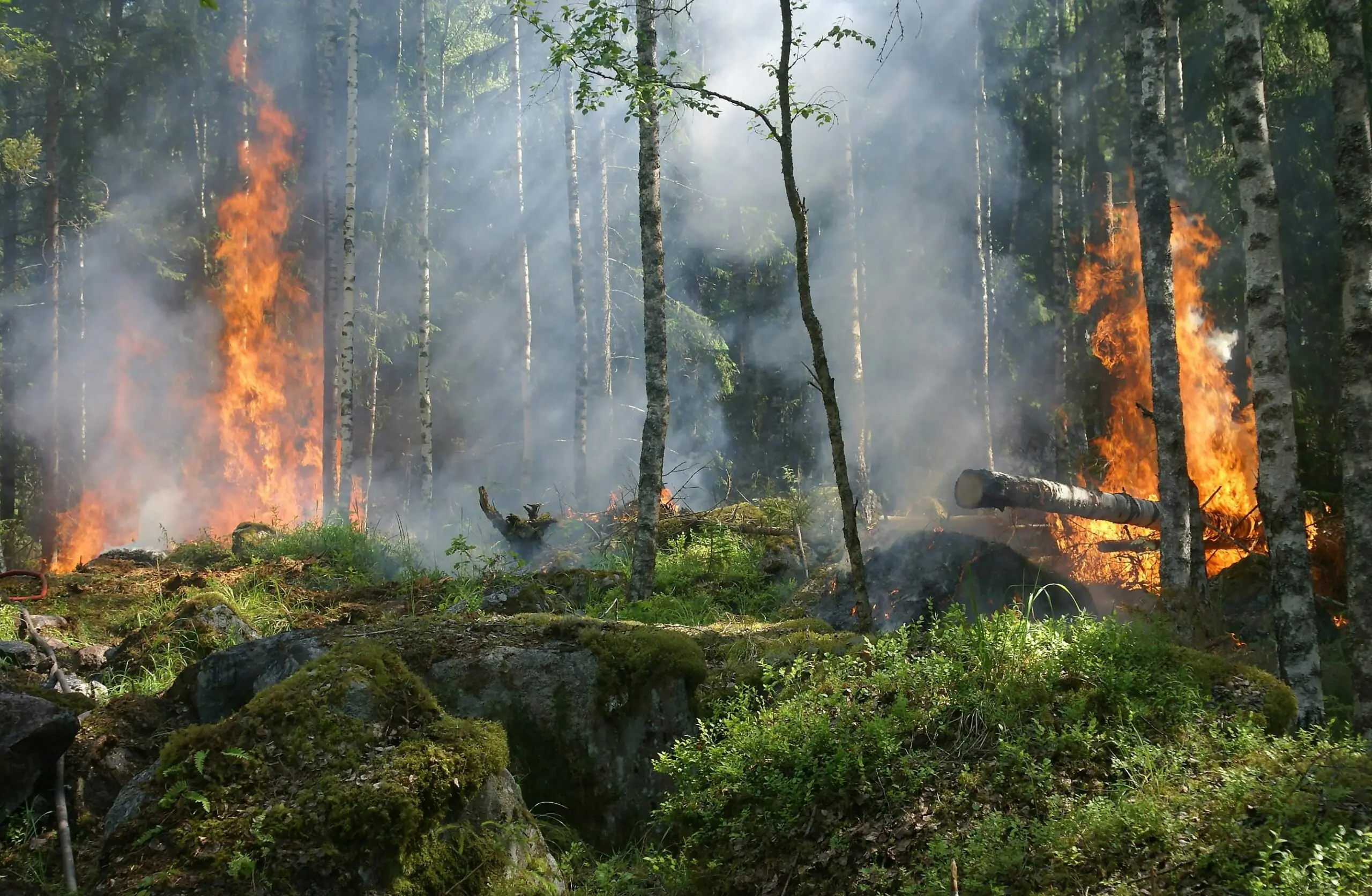 A wildfire burns in a lush green forest with trees and brush.