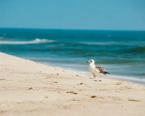 A seagull along a sandy beach before the rolling waves of the ocean in Massachusetts.